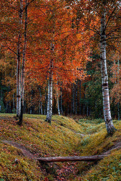 Русские березки