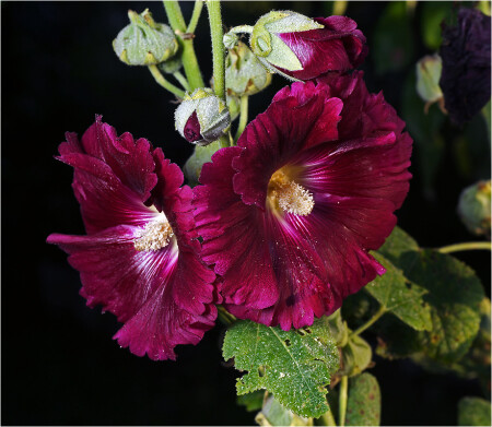 Alcea - Мальва или Шток-роза