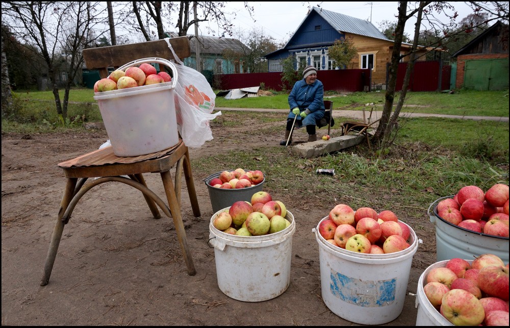 Яблоки Верейские придорожные