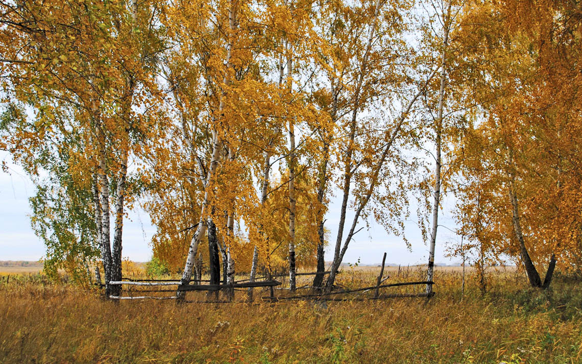 Лесной загончик