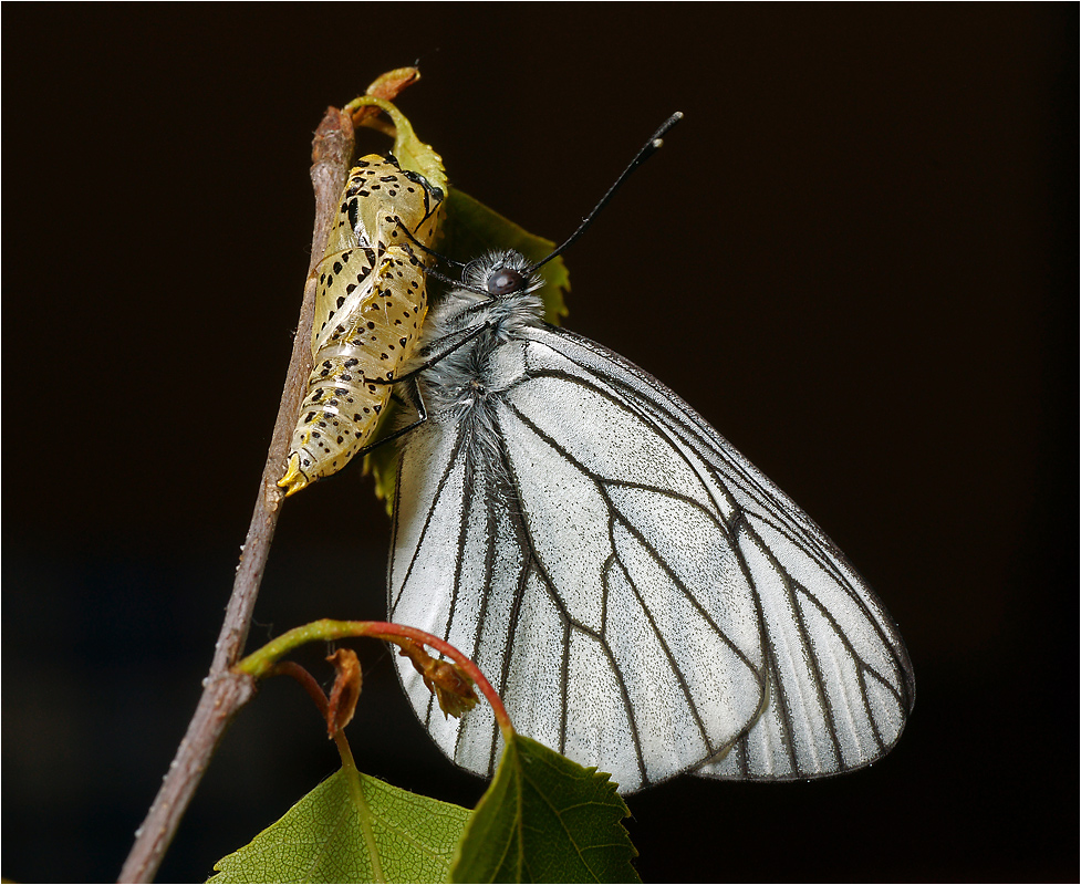 Aporia crataegi - Боярышница.