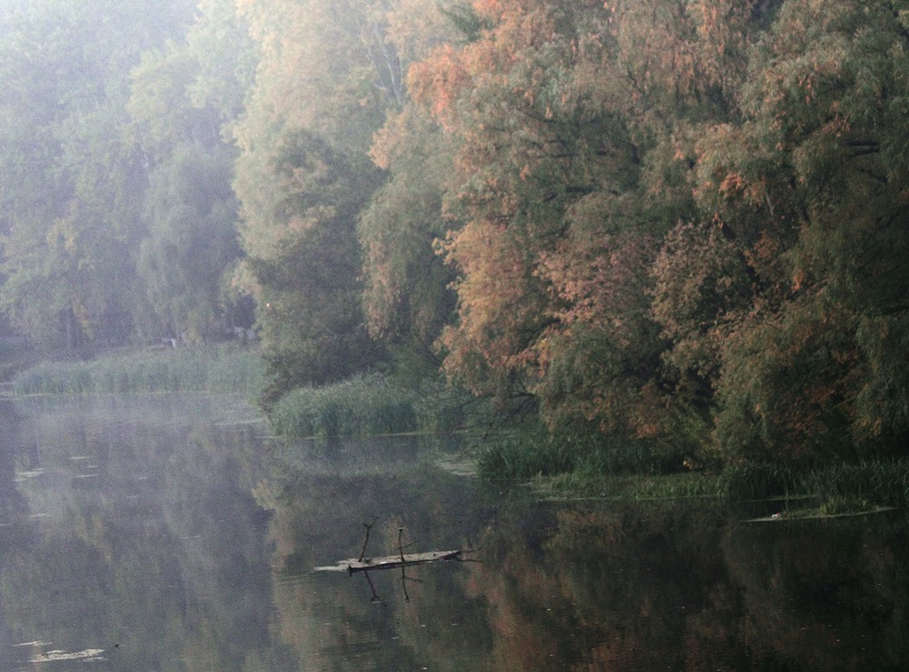 Ежик в тумане