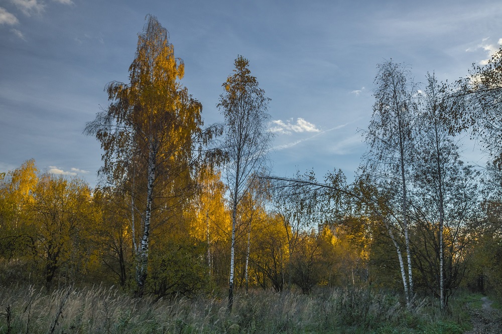 В осеннем лесу.