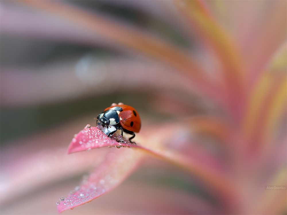 Coccinella in Pink