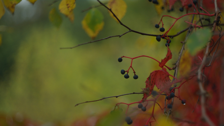 Virginia creeper