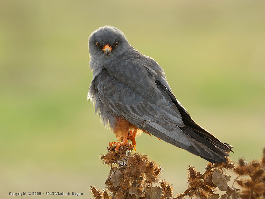 Red-footed Falcon: портрет