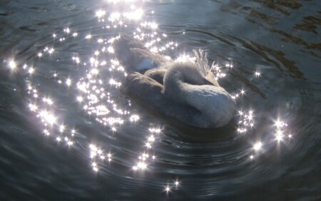 лебедь из сказки