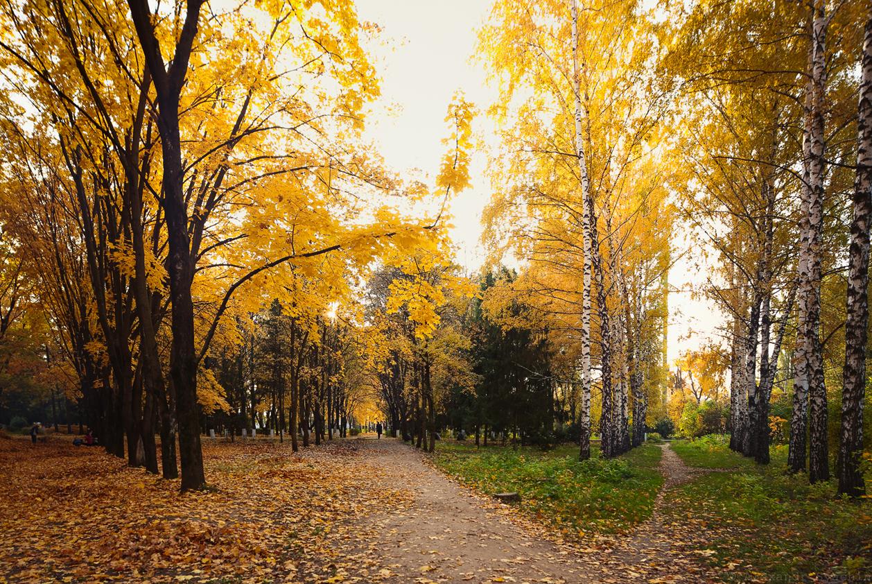 Золотая осень,СХИ,воронеж