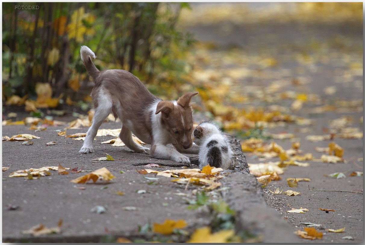 Кот и пёс