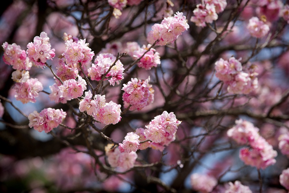 prunus mume