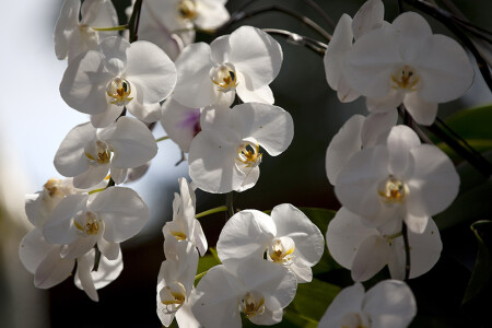 orchid, Singapore