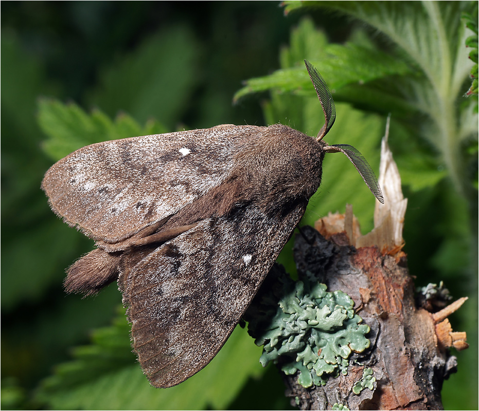 Dendrolimus pini - Коконопряд сосновый.