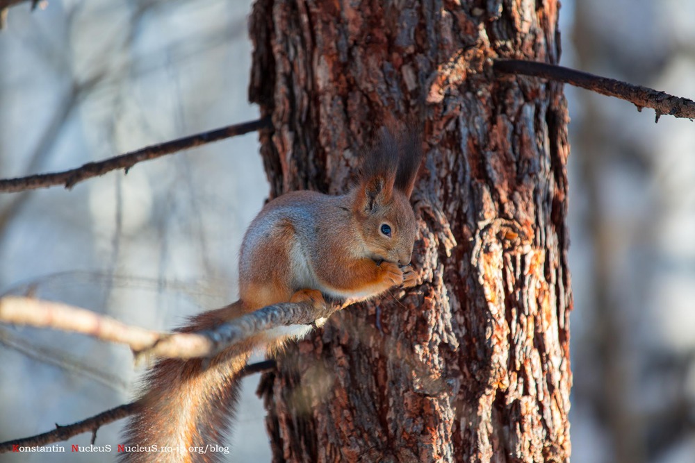 Squirrel