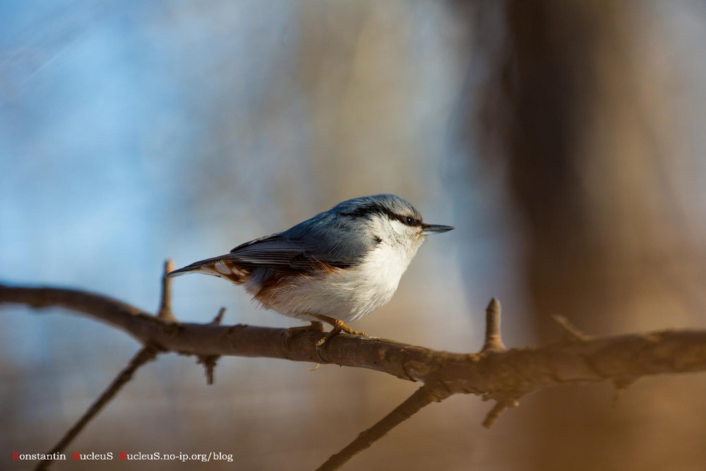 Nuthatch - Поползень обыкновенный