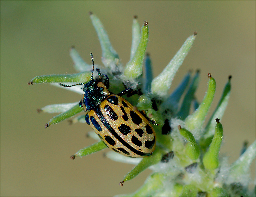 Chrysomela vigintipunctata - Листоед двадцатиточечный