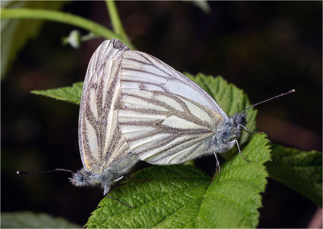 Pieris napi - Белянка брюквенная.