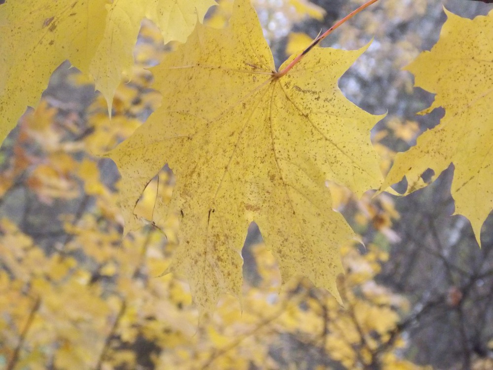 я просто фотографирую для себя. во время прогулок)