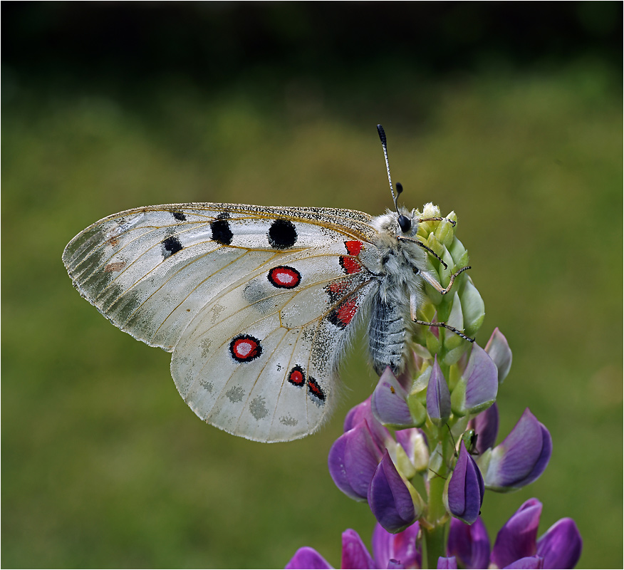 Parnassius apollo - Аполлон обыкновенный.