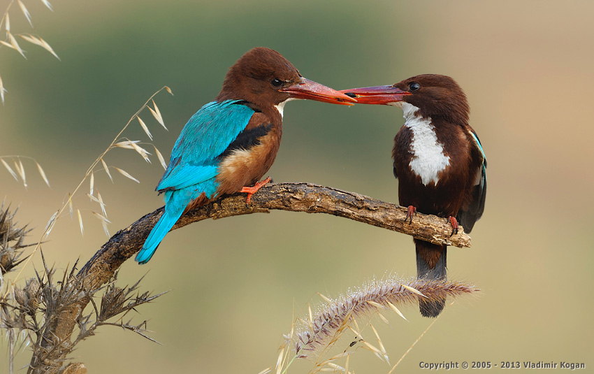 White-throated kingfisher