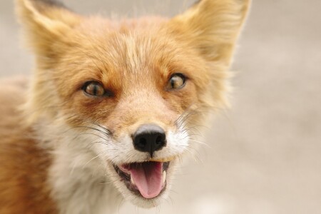 Глаза в глаза