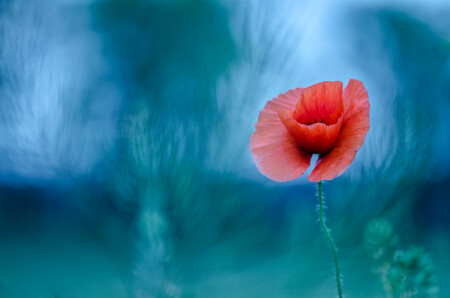 ..танец страсти и огня...