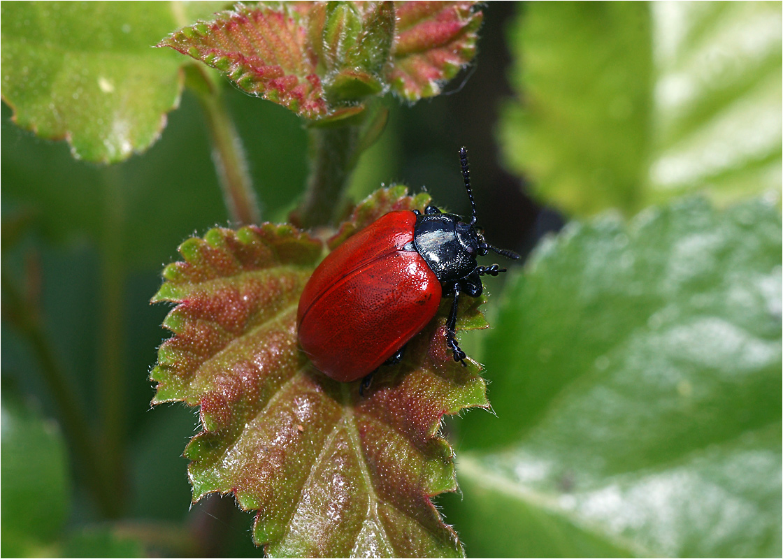 Chrysomela tremulae - Листоед осиновый.