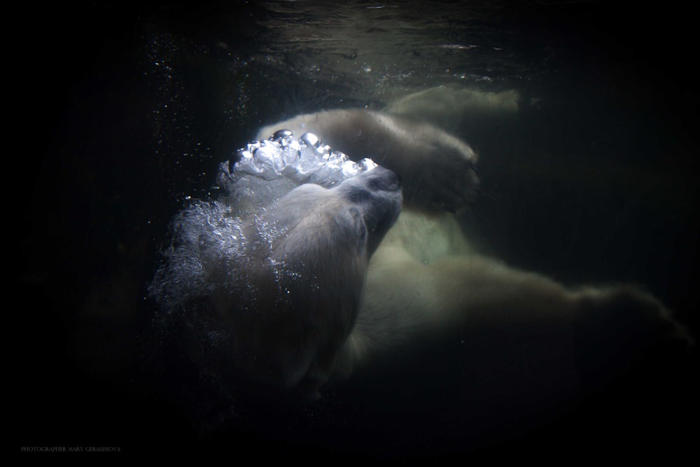 Polar Bear