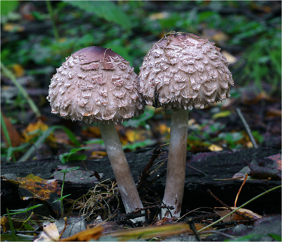 Macrolepiota rhacodes - Гриб-зонтик краснеющий