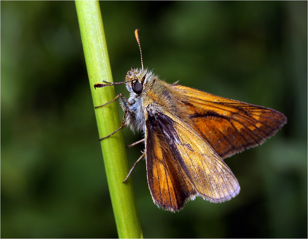 Ochlodes sylvanus - Толстоголовка лесная.