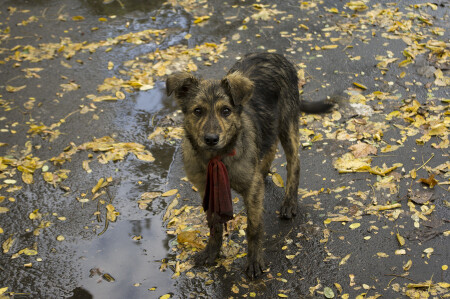 интеллигент