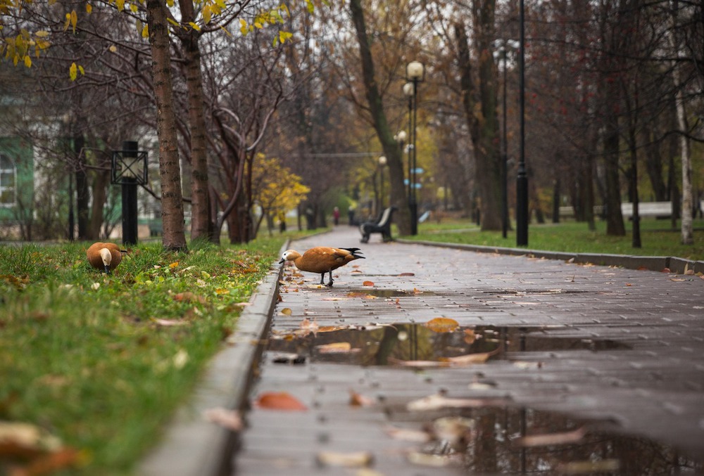 Московская осень.