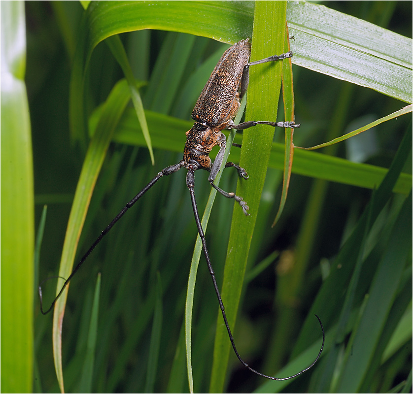 Monochamus galloprovincialis - Усач черный сосновый