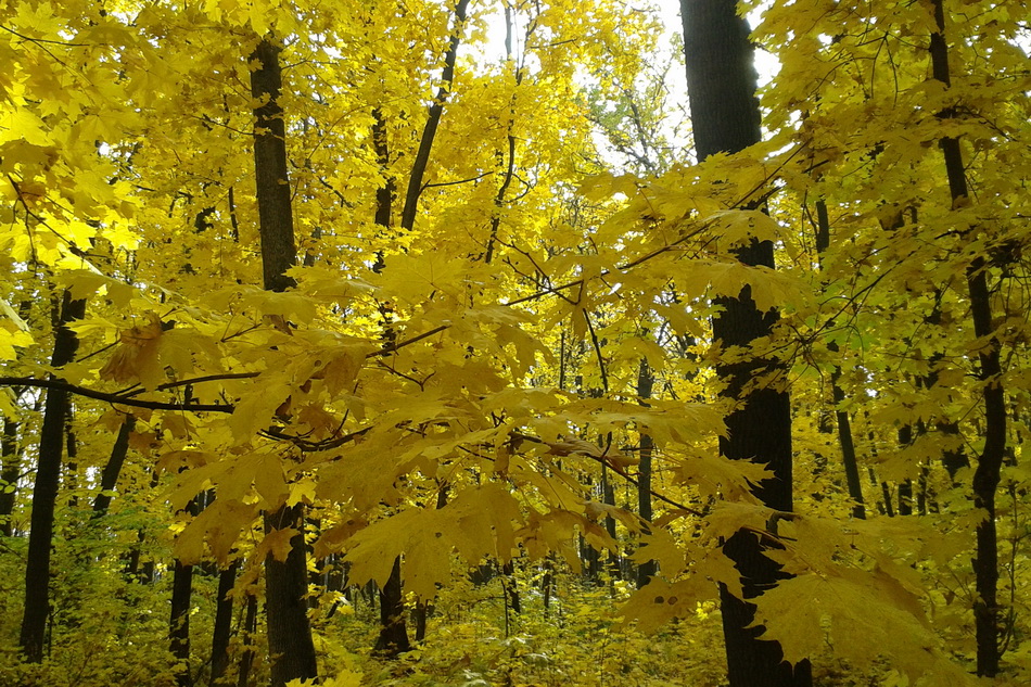 Осень золотая