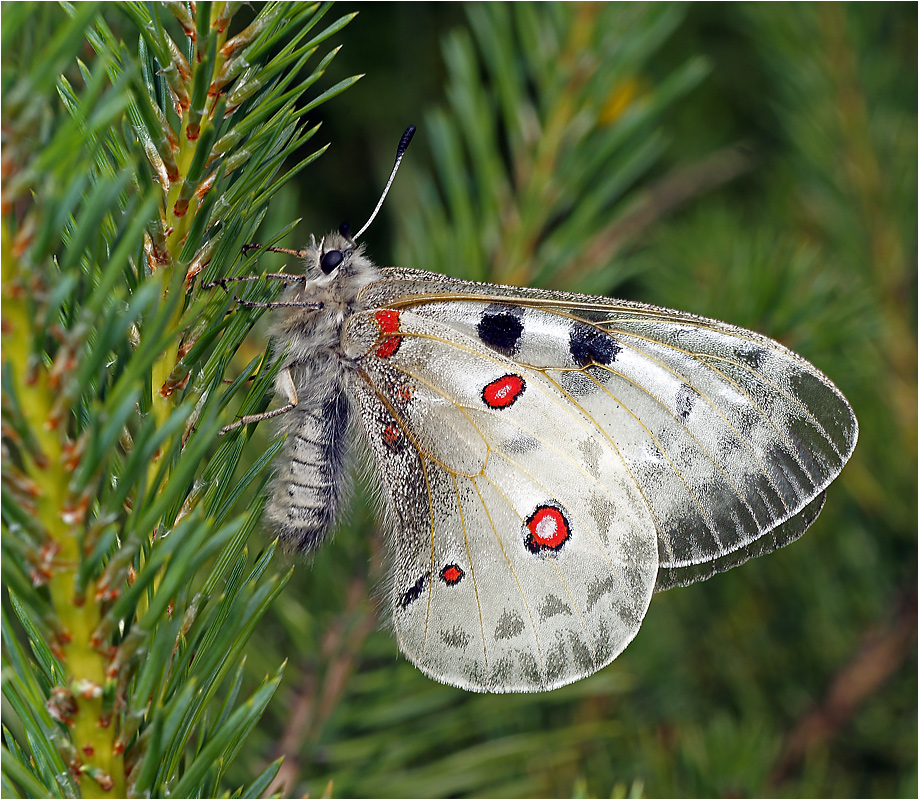 Parnassius apollo - Аполлон обыкновенный.