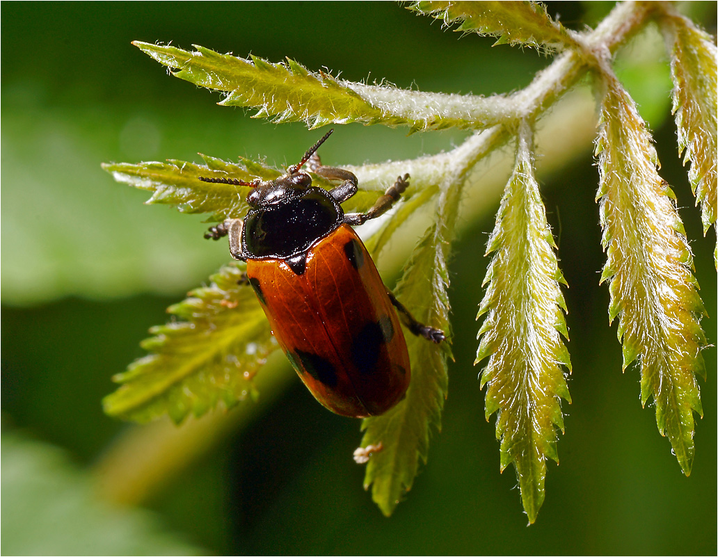 Clytra quadripunctata - Клитра четырехточечная.