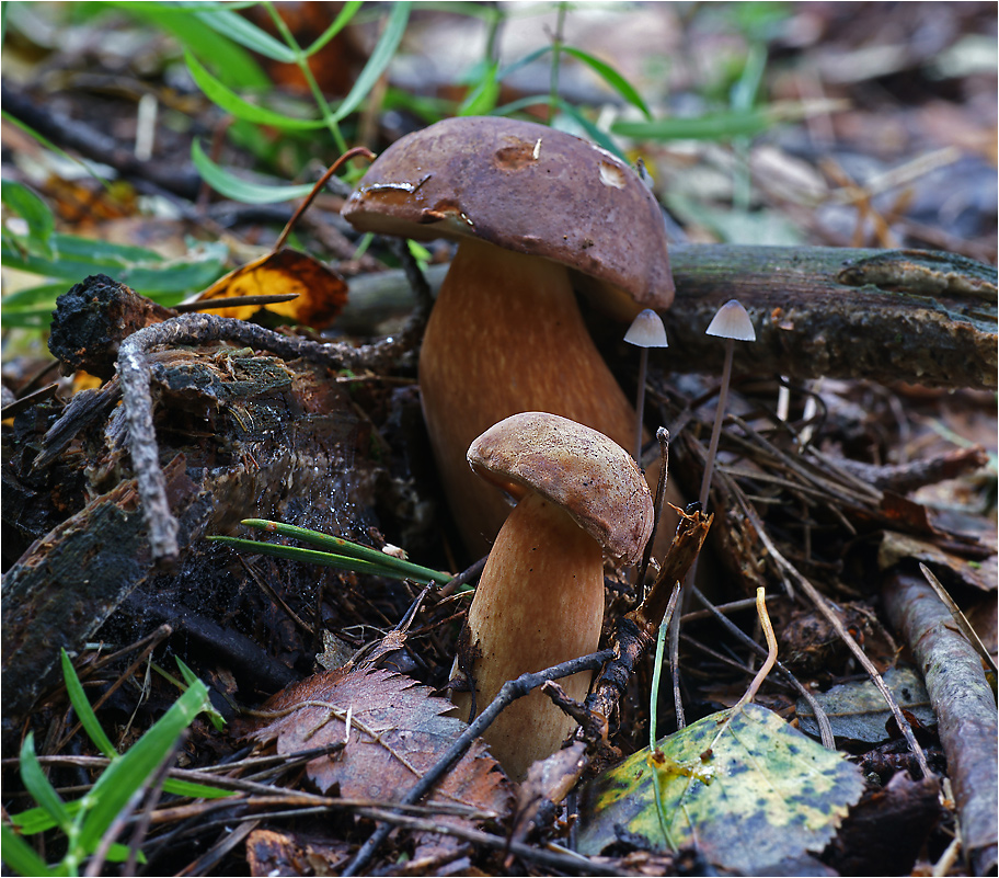 Boletus badius - Польский гриб.