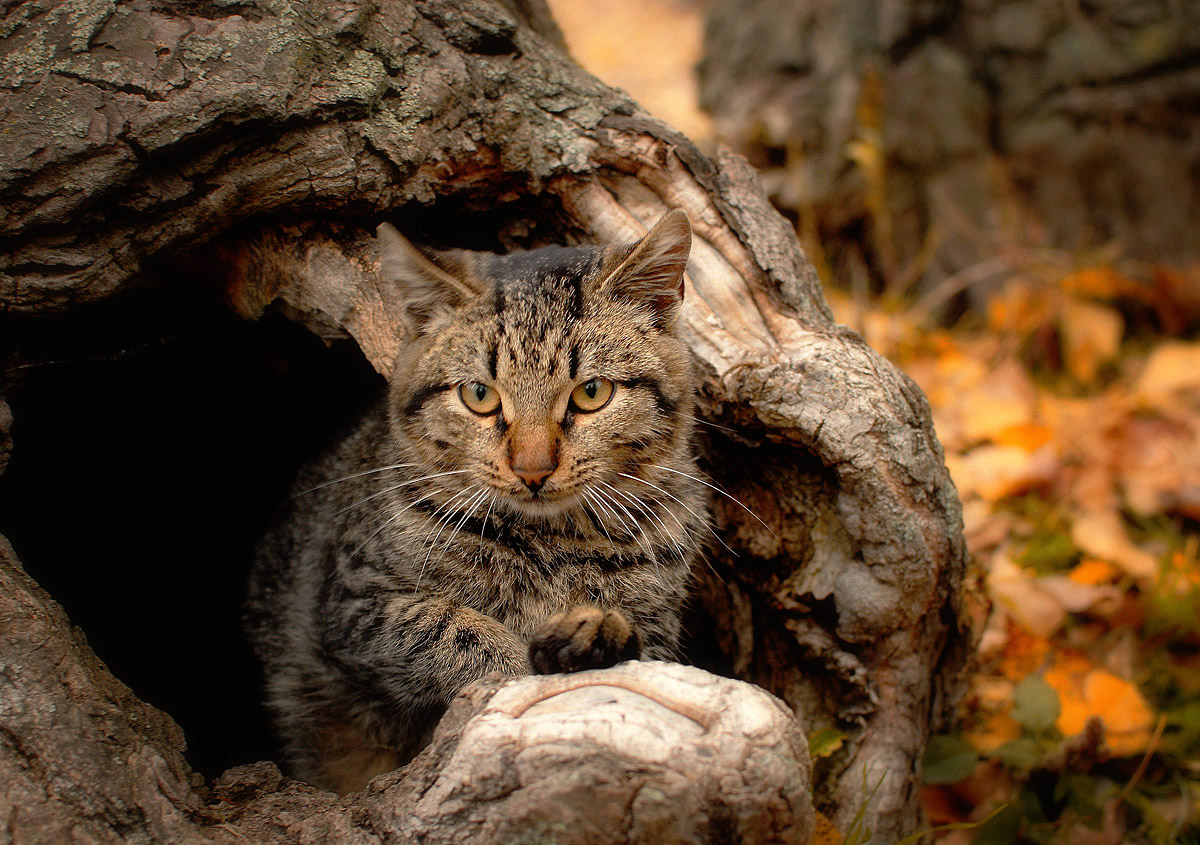 В гостях у Котофеича