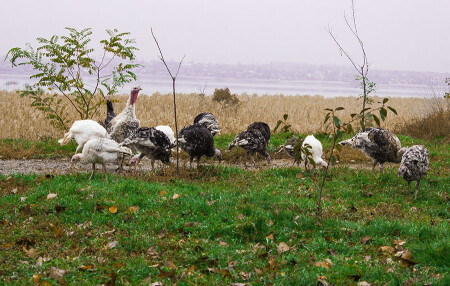 гарем на прогулке