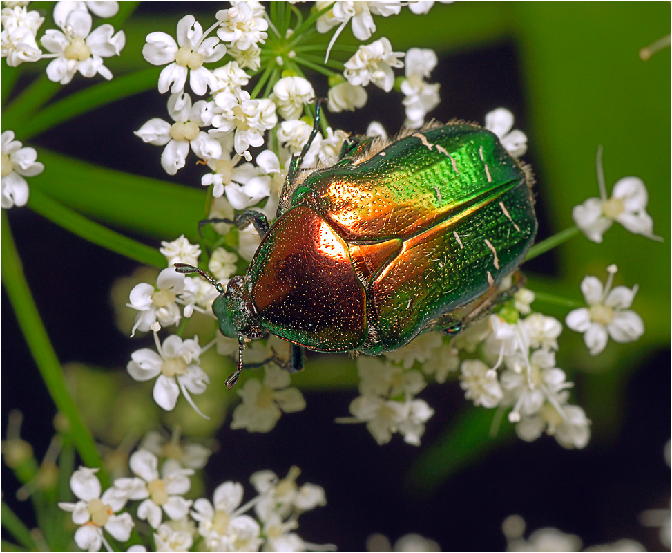 Cetonia aurata - Бронзовка золотистая.