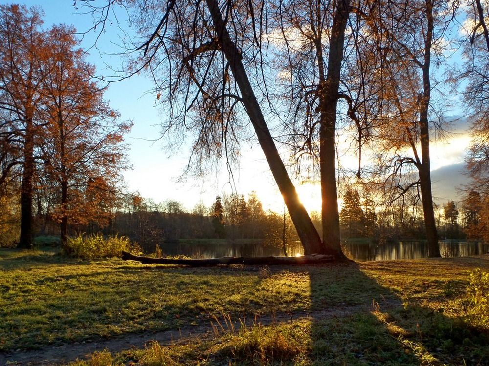 Утро в парке