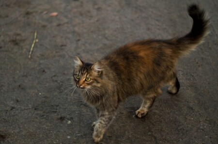 Московский бронзовый