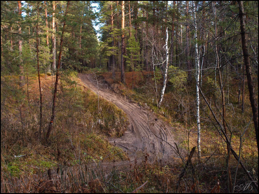 В осеннем лесу