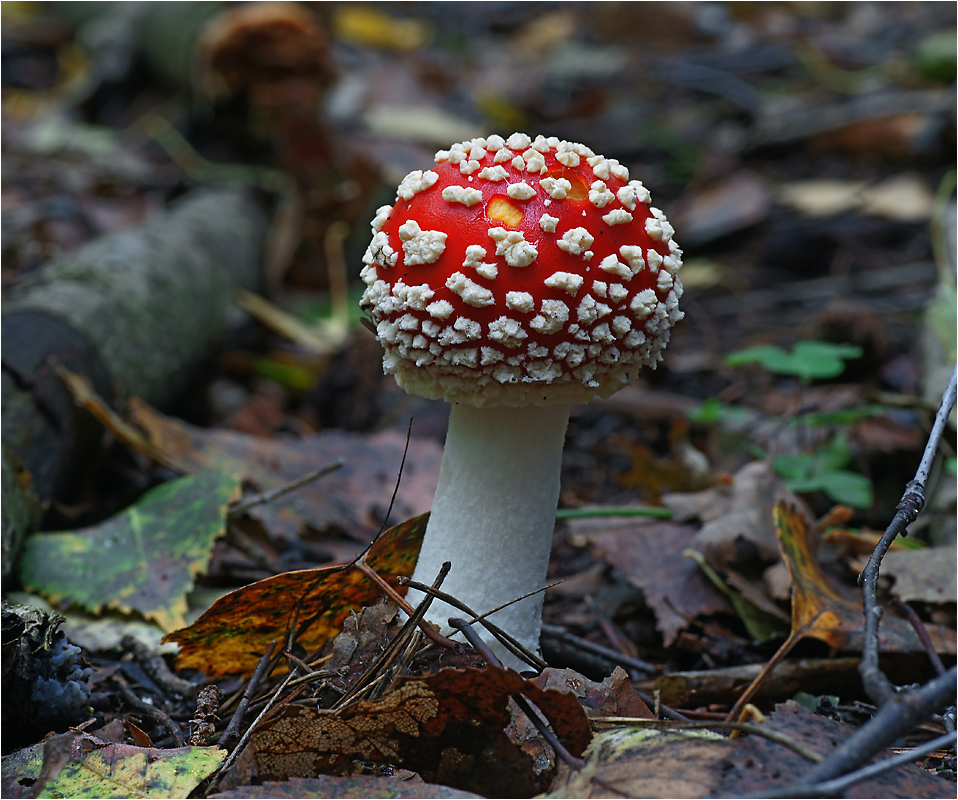 Amanita muscaria - Мухомор красный.