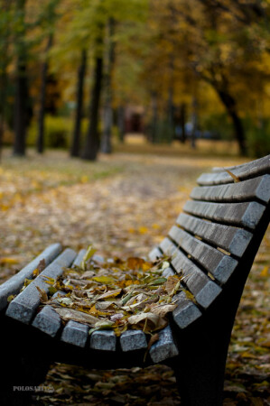 Осенняя скамейка