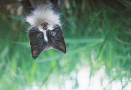 Васька котэ