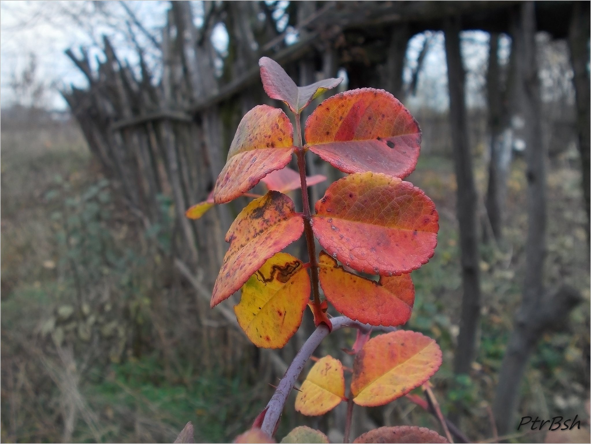 Arcadian Autumn(country). Etude №131108DSCN5161.