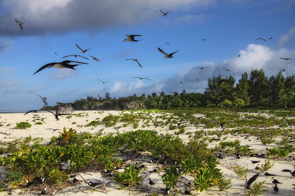 Bird Island