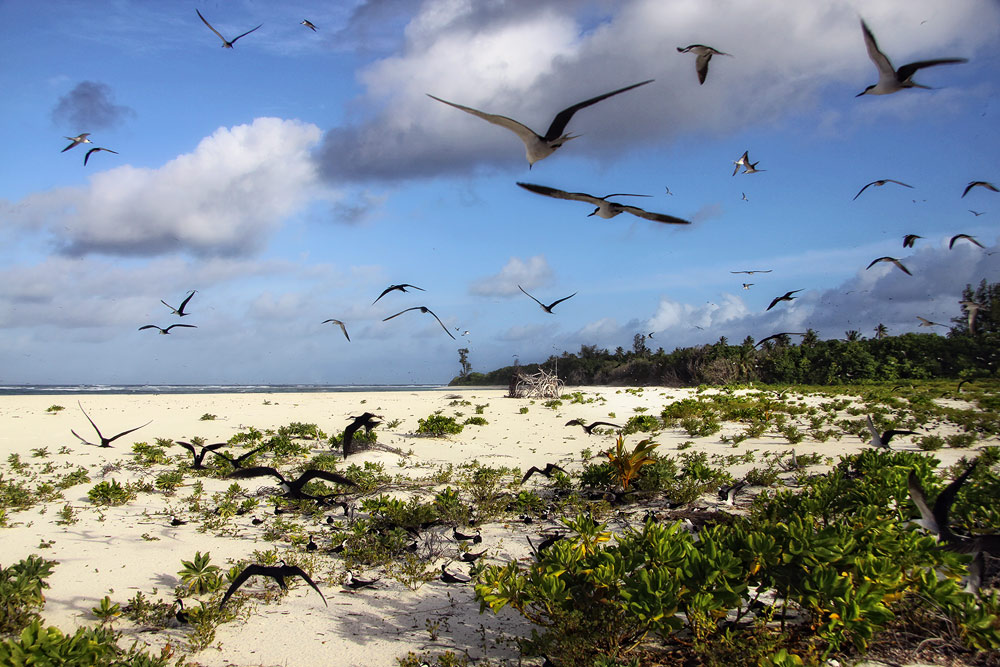 Bird Island