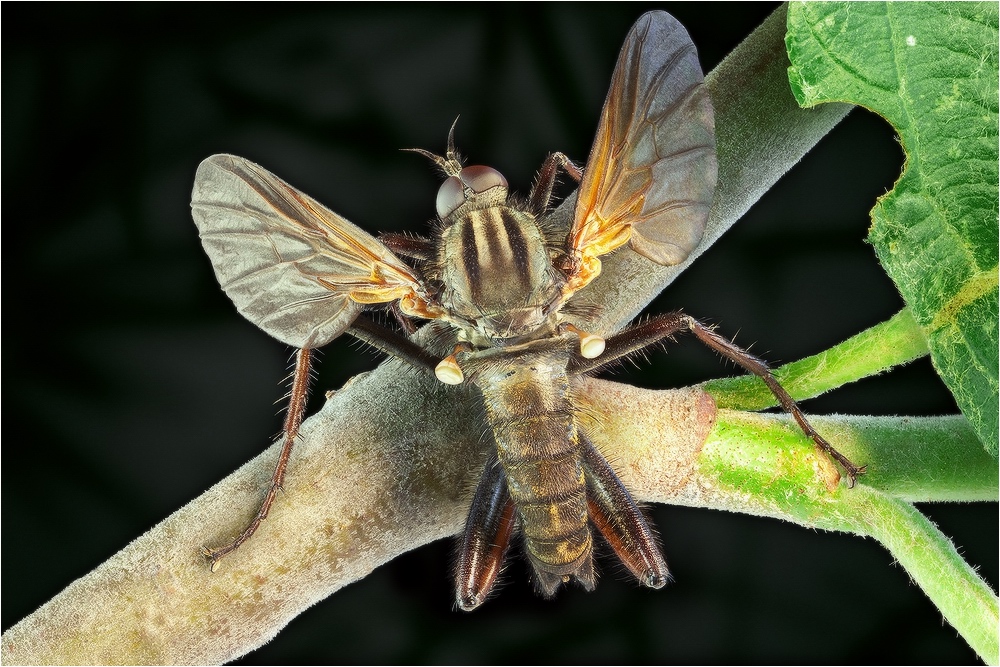 Комар-толкунчик (Empis borealis)