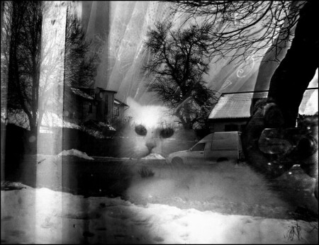 кошкин сон